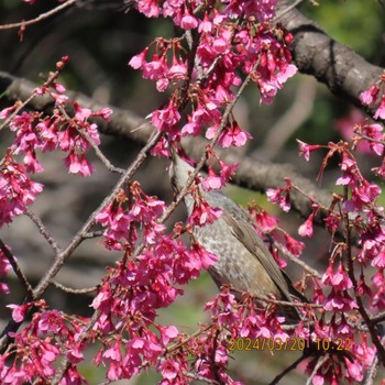 ヒヨドリ 三ツ池公園(横浜市鶴見区) 2024年3月20日(水)