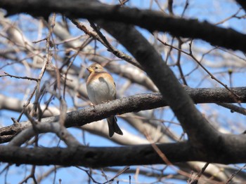 2024年3月20日(水) 平山城址(平山城址公園)の野鳥観察記録