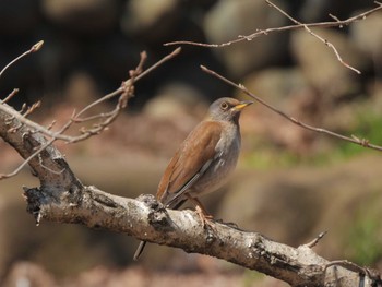 Pale Thrush 平山城址(平山城址公園) Wed, 3/20/2024