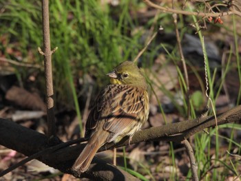 Masked Bunting 平山城址(平山城址公園) Wed, 3/20/2024