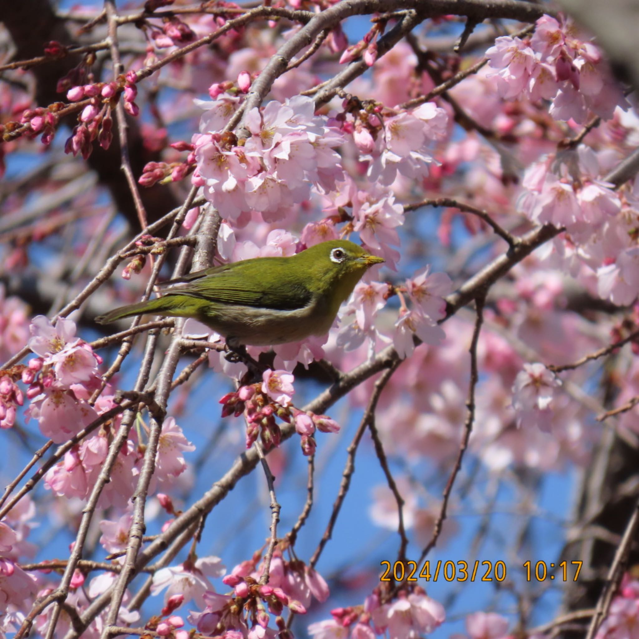 Warbling White-eye