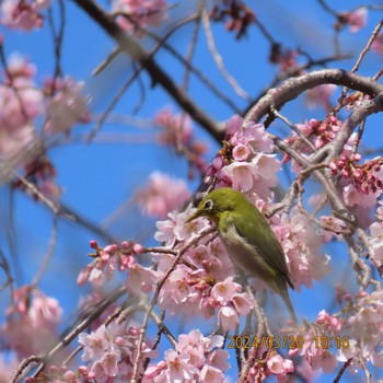 Warbling White-eye Mitsuike Park Wed, 3/20/2024