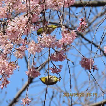 Warbling White-eye Mitsuike Park Wed, 3/20/2024