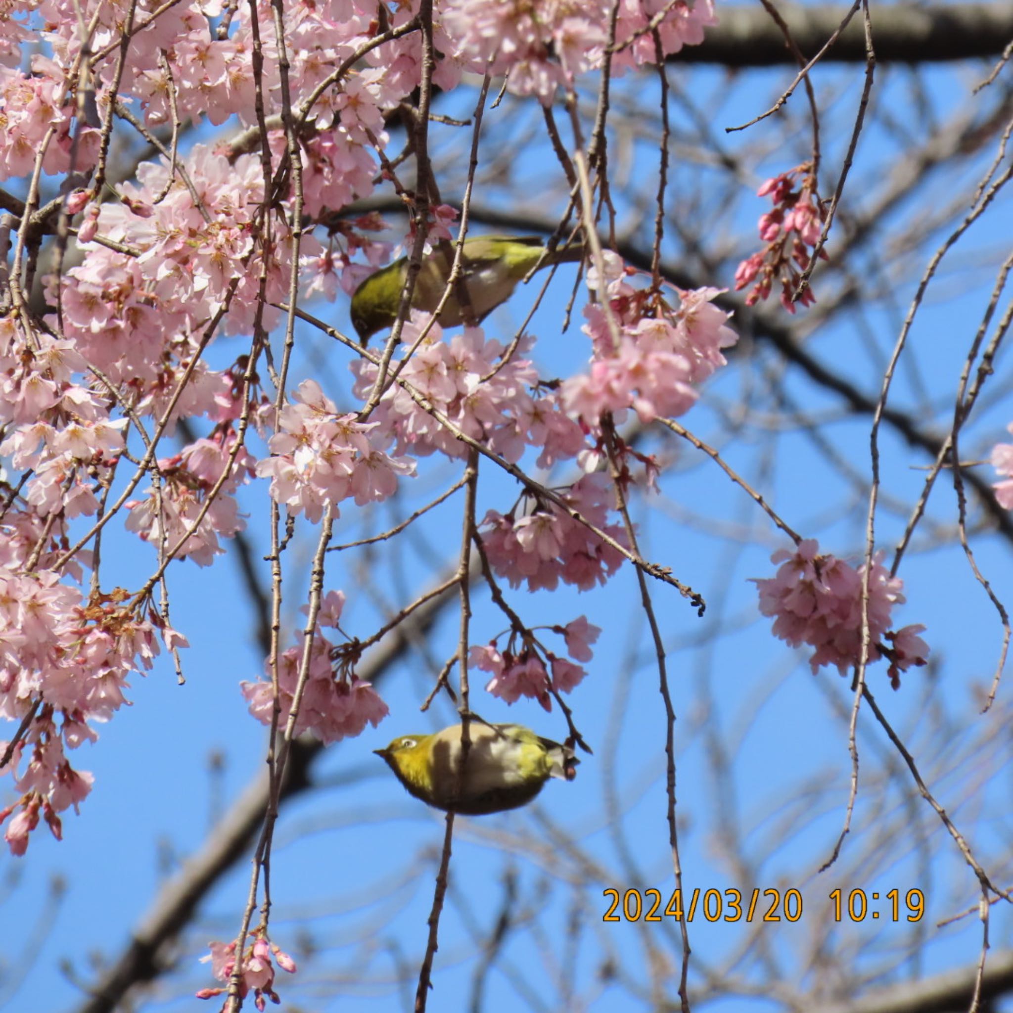 Warbling White-eye