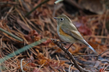 Red-flanked Bluetail 東京都多摩地域 Sat, 12/8/2018