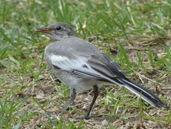 White Wagtail Nara Park Wed, 7/26/2023