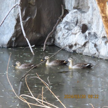 カルガモ 三ツ池公園(横浜市鶴見区) 2024年3月20日(水)