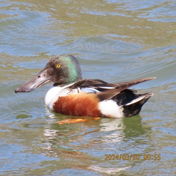 Northern Shoveler Mitsuike Park Wed, 3/20/2024