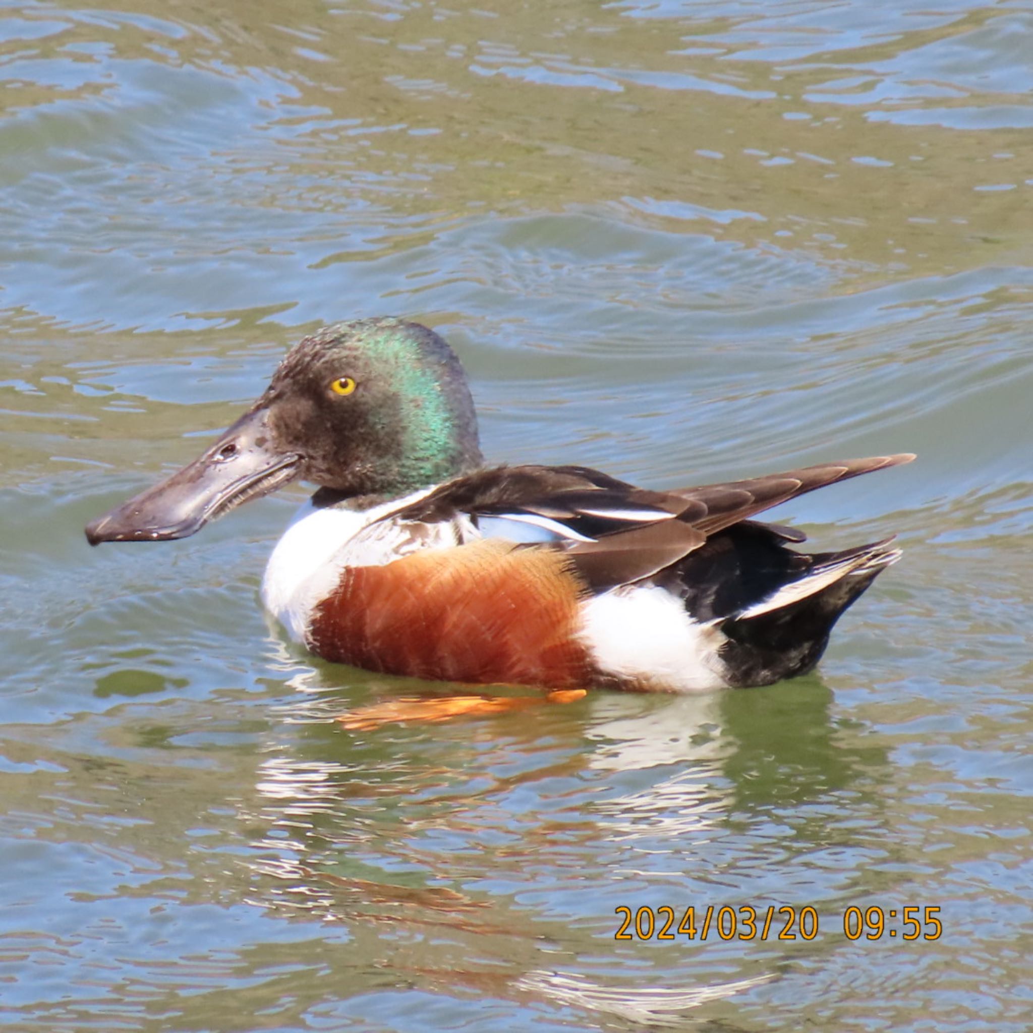 Photo of Northern Shoveler at Mitsuike Park by 焼き芋