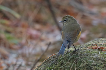 Red-flanked Bluetail 東京都多摩地域 Sat, 12/8/2018