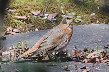 ハチジョウツグミ 六義園 2024年3月20日(水)