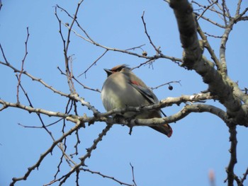 Japanese Waxwing 横浜自然観察の森 Wed, 3/20/2024