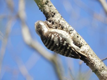 Japanese Pygmy Woodpecker 横浜自然観察の森 Wed, 3/20/2024
