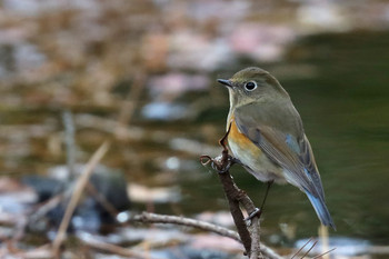 Red-flanked Bluetail 東京都多摩地域 Sat, 12/8/2018