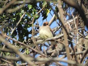 Japanese Waxwing 横浜自然観察の森 Wed, 3/20/2024