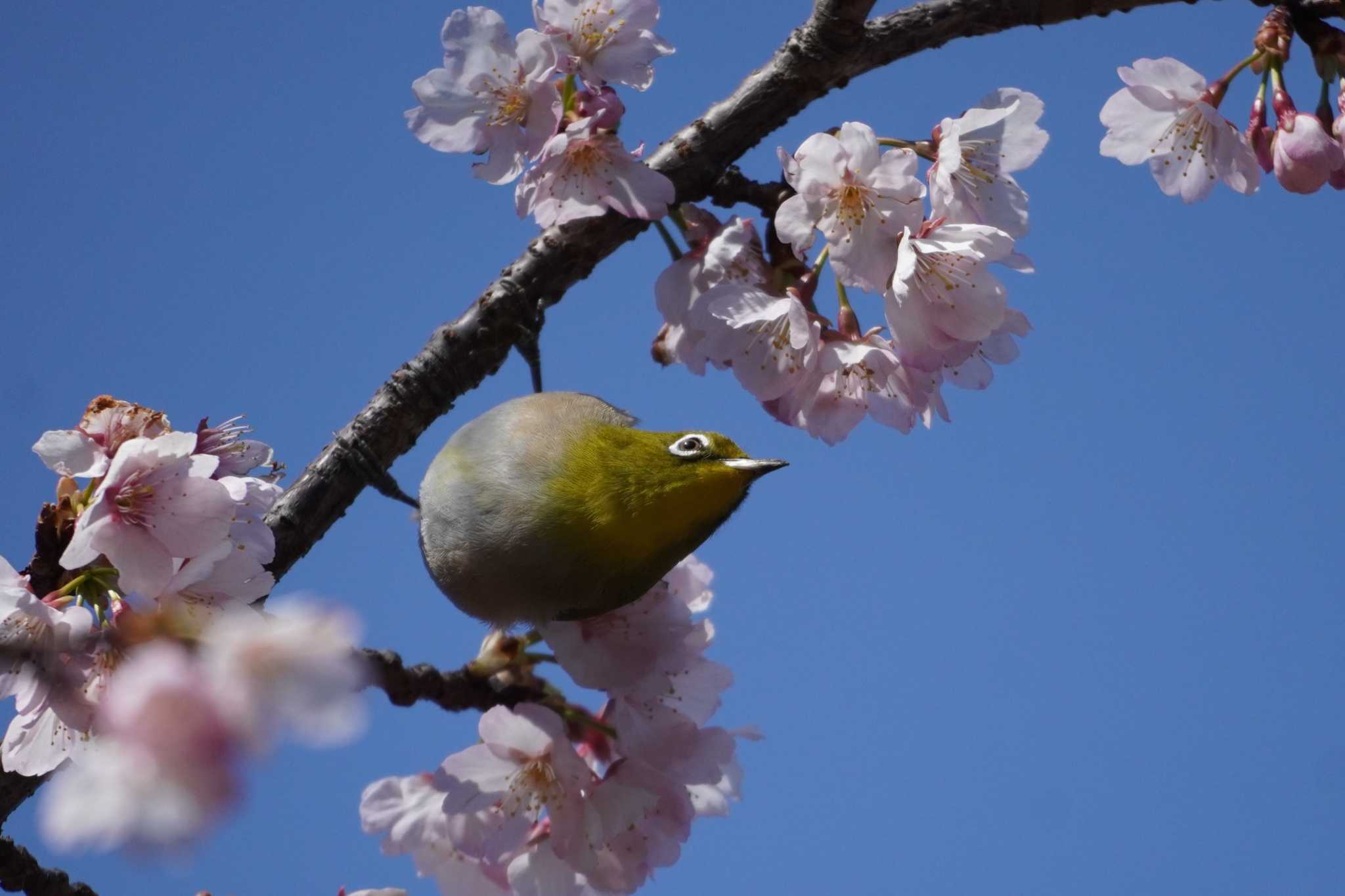 Photo of Warbling White-eye at Machida Yakushiike Park by たっちゃんち