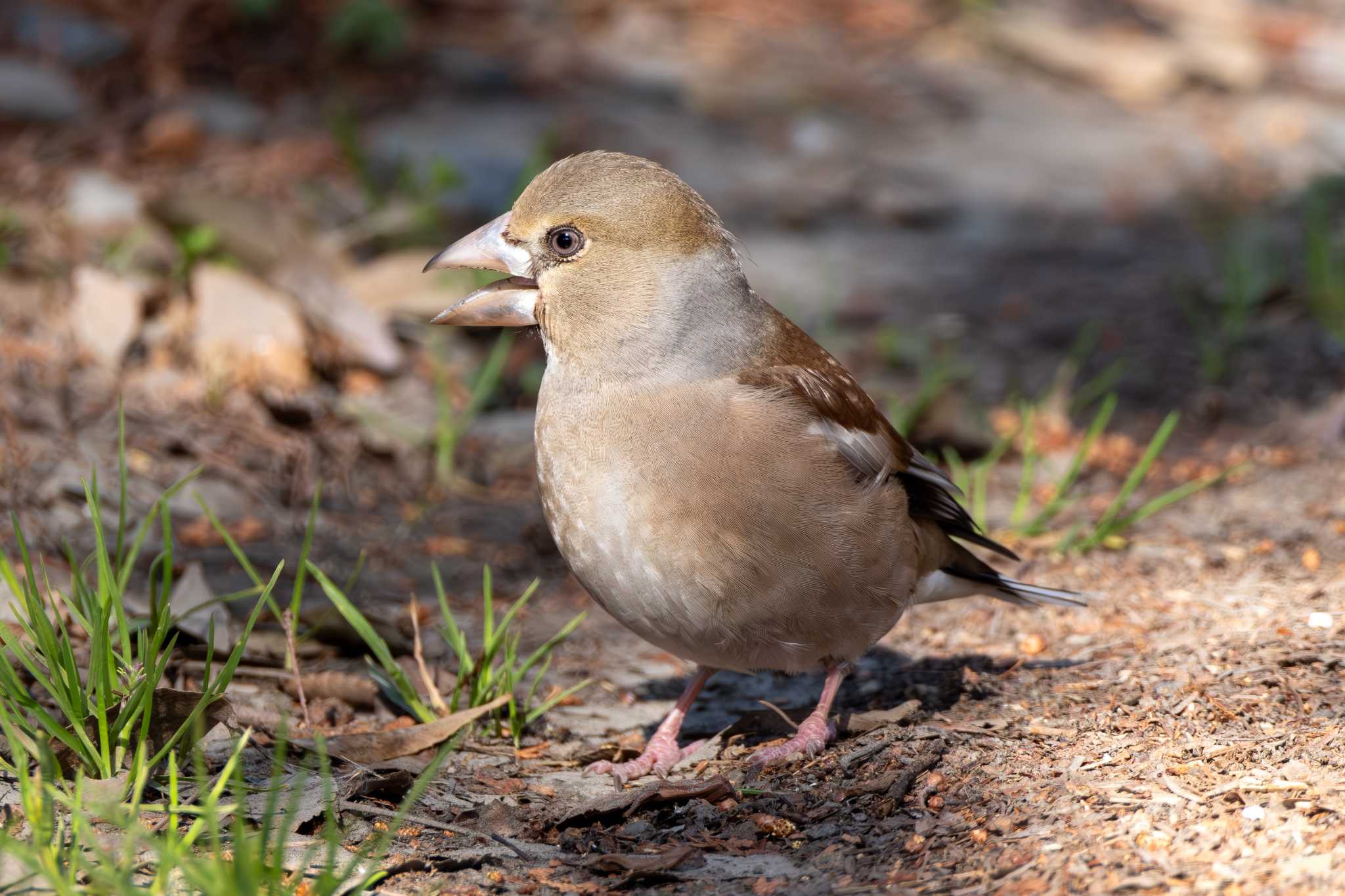 Photo of Hawfinch at 涸沼 by MNB EBSW