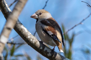 Hawfinch 涸沼 Wed, 3/20/2024