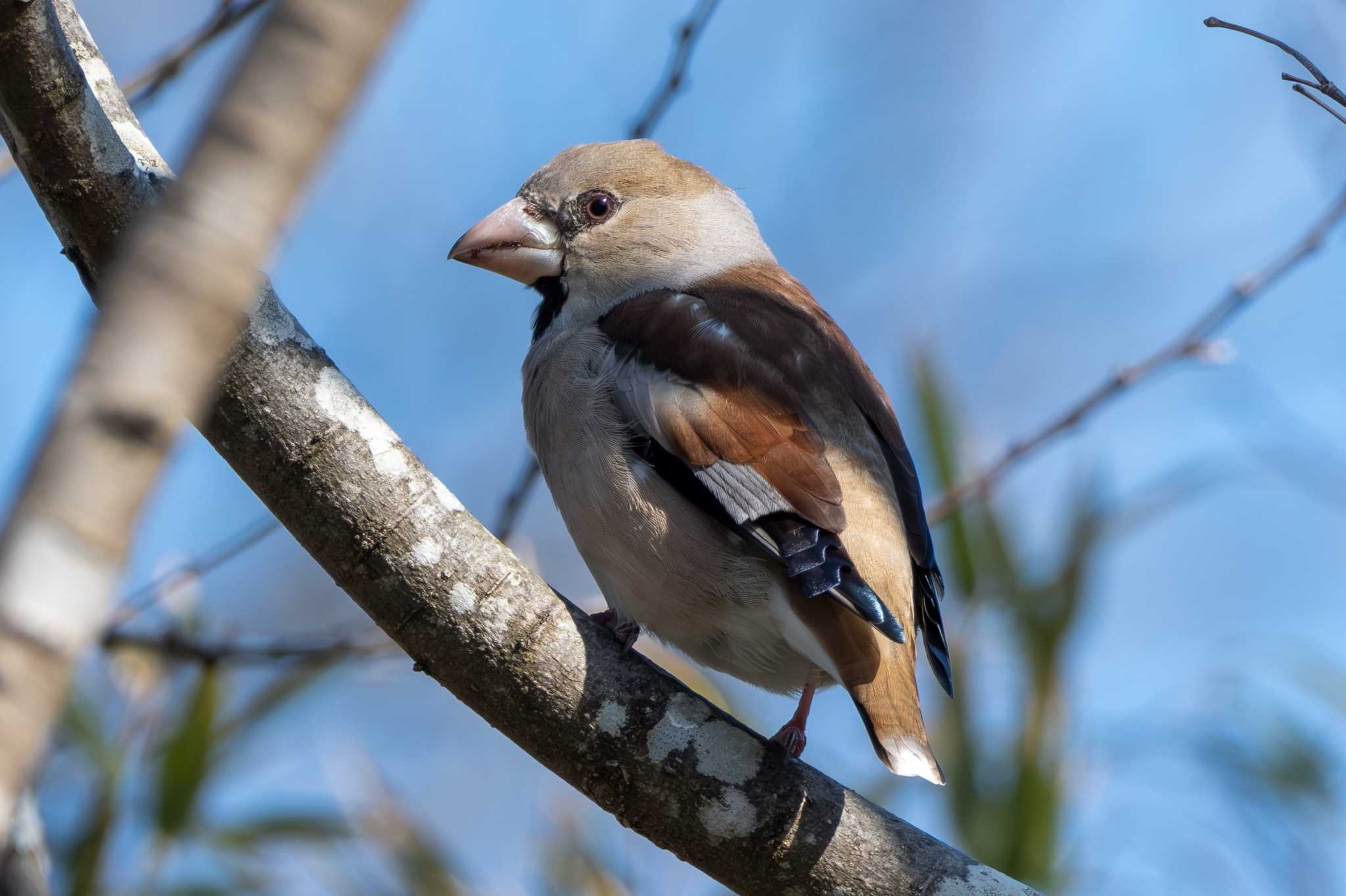 Photo of Hawfinch at 涸沼 by MNB EBSW