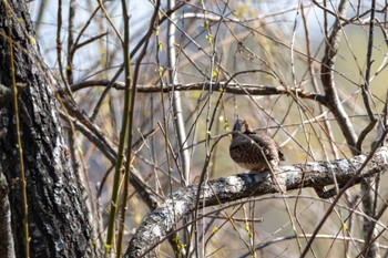 Eurasian Wryneck 涸沼自然公園 Wed, 3/20/2024