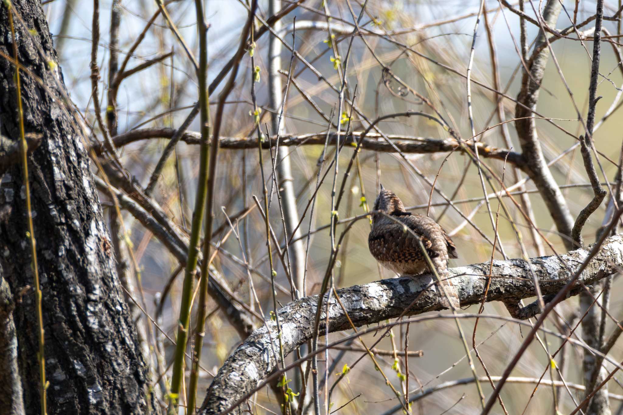 Photo of Eurasian Wryneck at 涸沼自然公園 by MNB EBSW