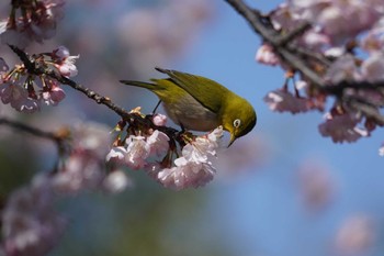 Warbling White-eye Machida Yakushiike Park Thu, 3/14/2024