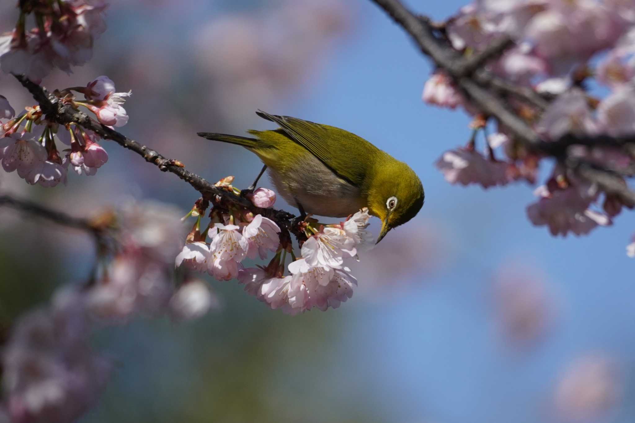 Photo of Warbling White-eye at Machida Yakushiike Park by たっちゃんち