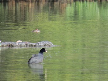 オオバン 都立浮間公園 2024年3月20日(水)