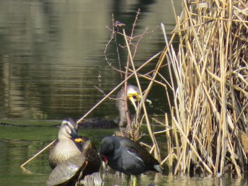 ウミウ 都立浮間公園 2024年3月20日(水)