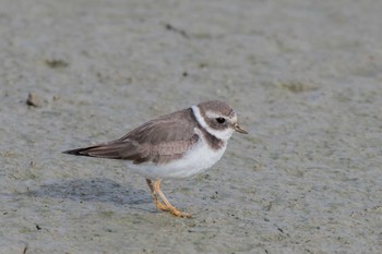 Common Ringed Plover