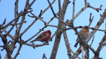 Pallas's Rosefinch 青森県三戸町 Sat, 3/16/2024