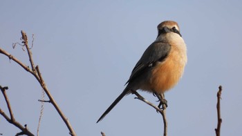 Bull-headed Shrike 青森県南部町 Sat, 3/16/2024