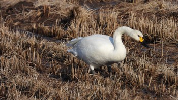 コハクチョウ 青森県南部町 2024年3月16日(土)