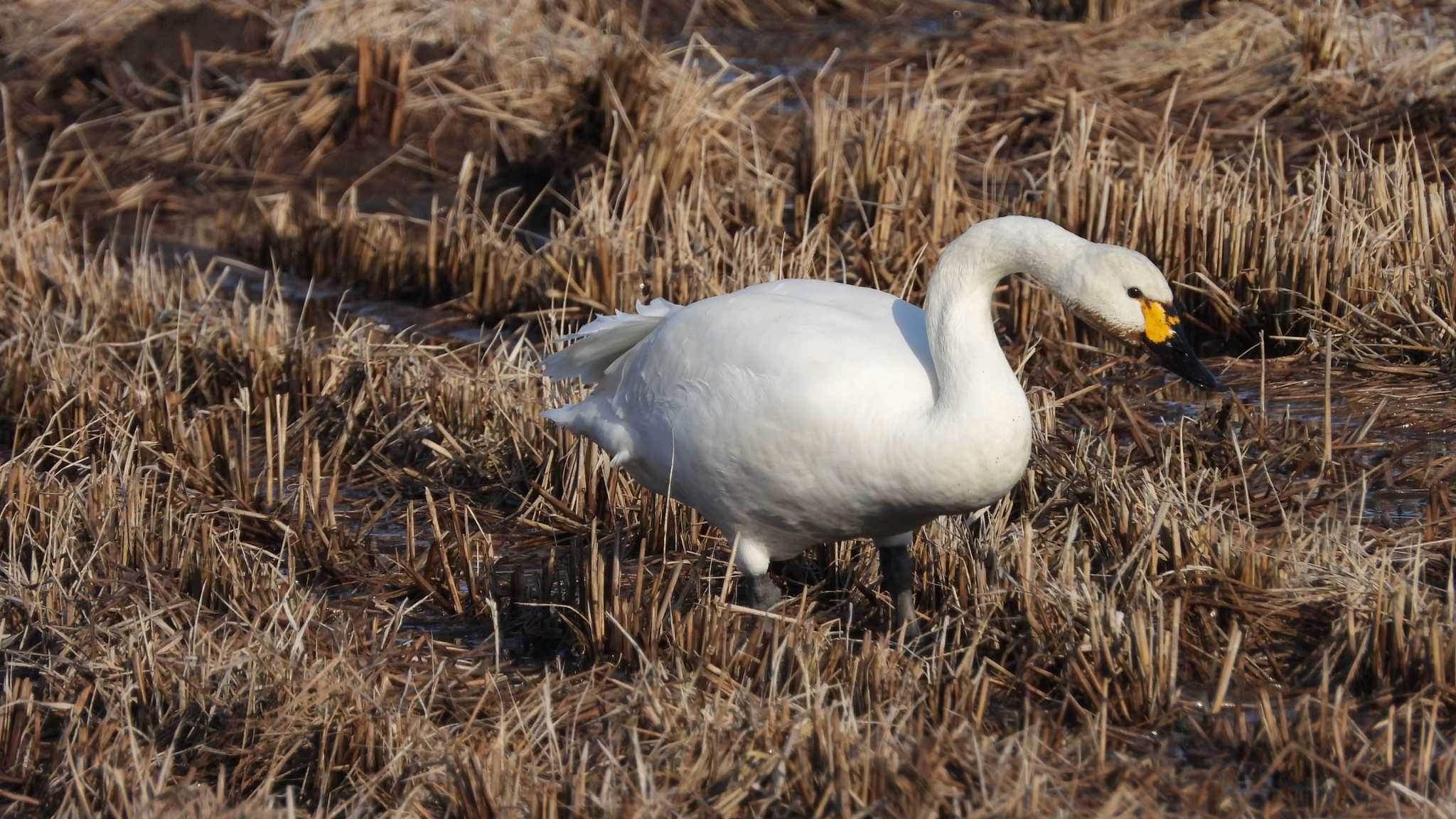 Photo of Tundra Swan at 青森県南部町 by 緑の風