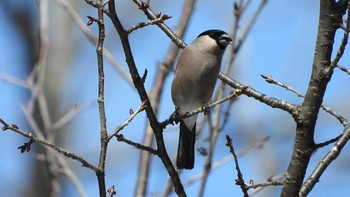 Eurasian Bullfinch 金洗沢公園(青森県三戸町) Sat, 3/16/2024