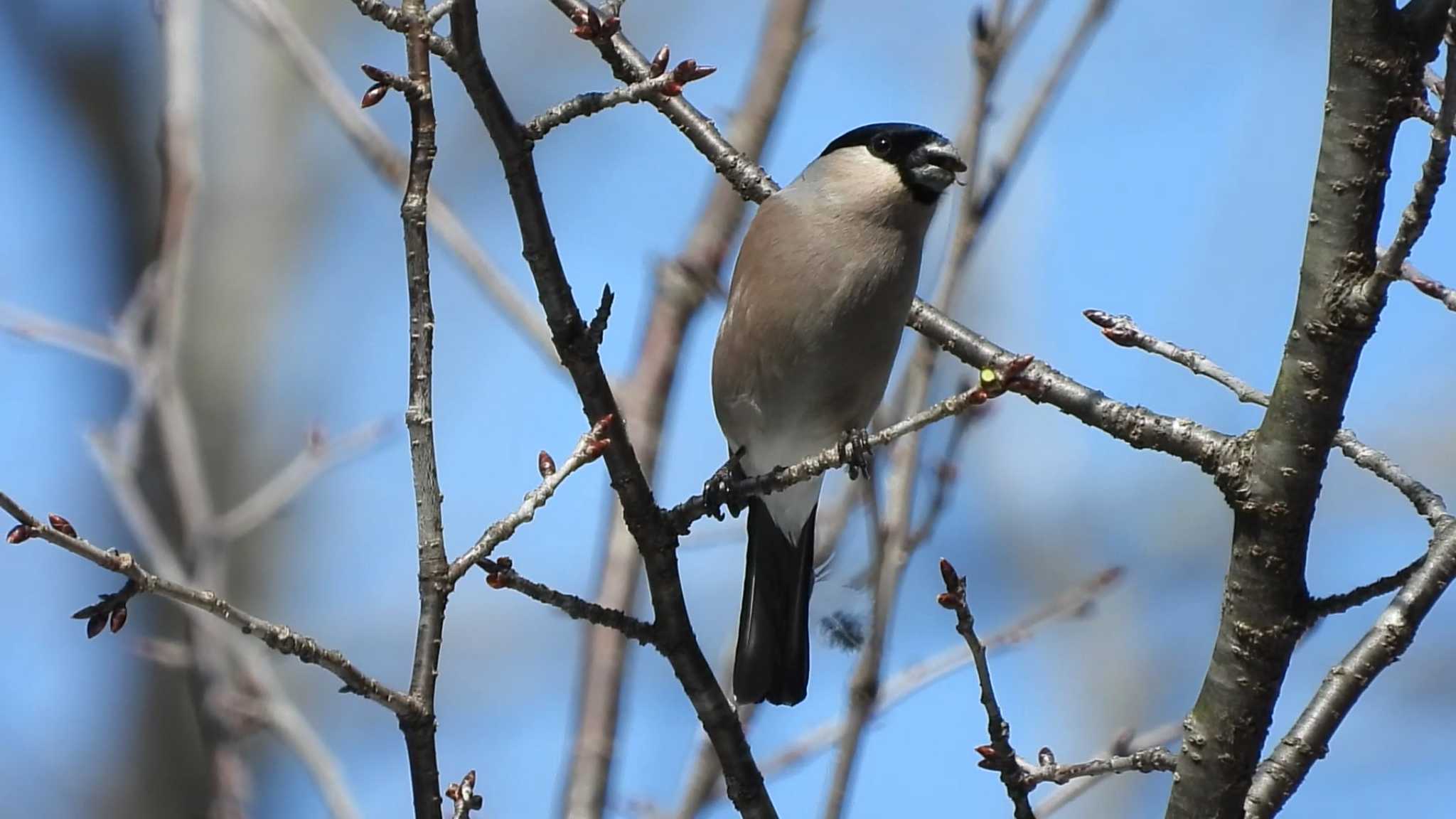 Photo of Eurasian Bullfinch at 金洗沢公園(青森県三戸町) by 緑の風