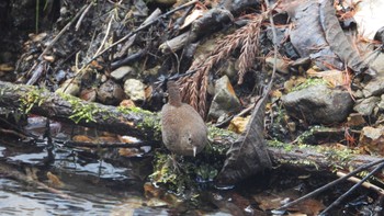 Eurasian Wren 金洗沢公園(青森県三戸町) Sat, 3/16/2024