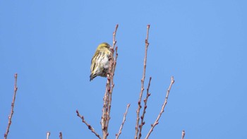 Eurasian Siskin 金洗沢公園(青森県三戸町) Sat, 3/16/2024