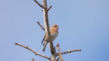 Pallas's Rosefinch 青森県三戸町 Sat, 3/16/2024