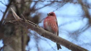 Pallas's Rosefinch 青森県三戸町 Sat, 3/16/2024