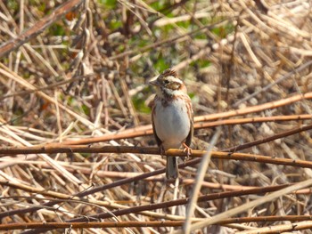 Rustic Bunting 大久保農耕地 Wed, 3/20/2024