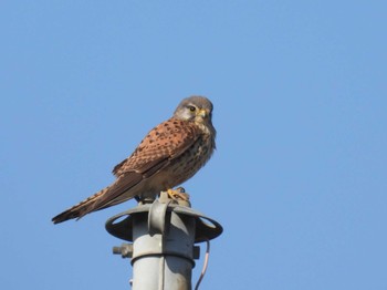 Common Kestrel 大久保農耕地 Wed, 3/20/2024