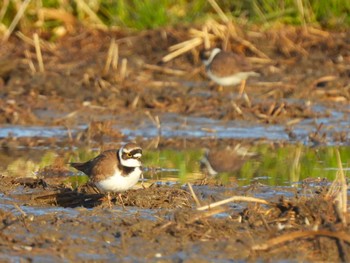 Little Ringed Plover 大久保農耕地 Wed, 3/20/2024