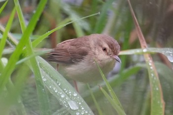 アジアマミハウチワドリ 関渡自然公園 2024年3月7日(木)