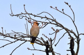 Bohemian Waxwing 川崎市 Tue, 3/19/2024