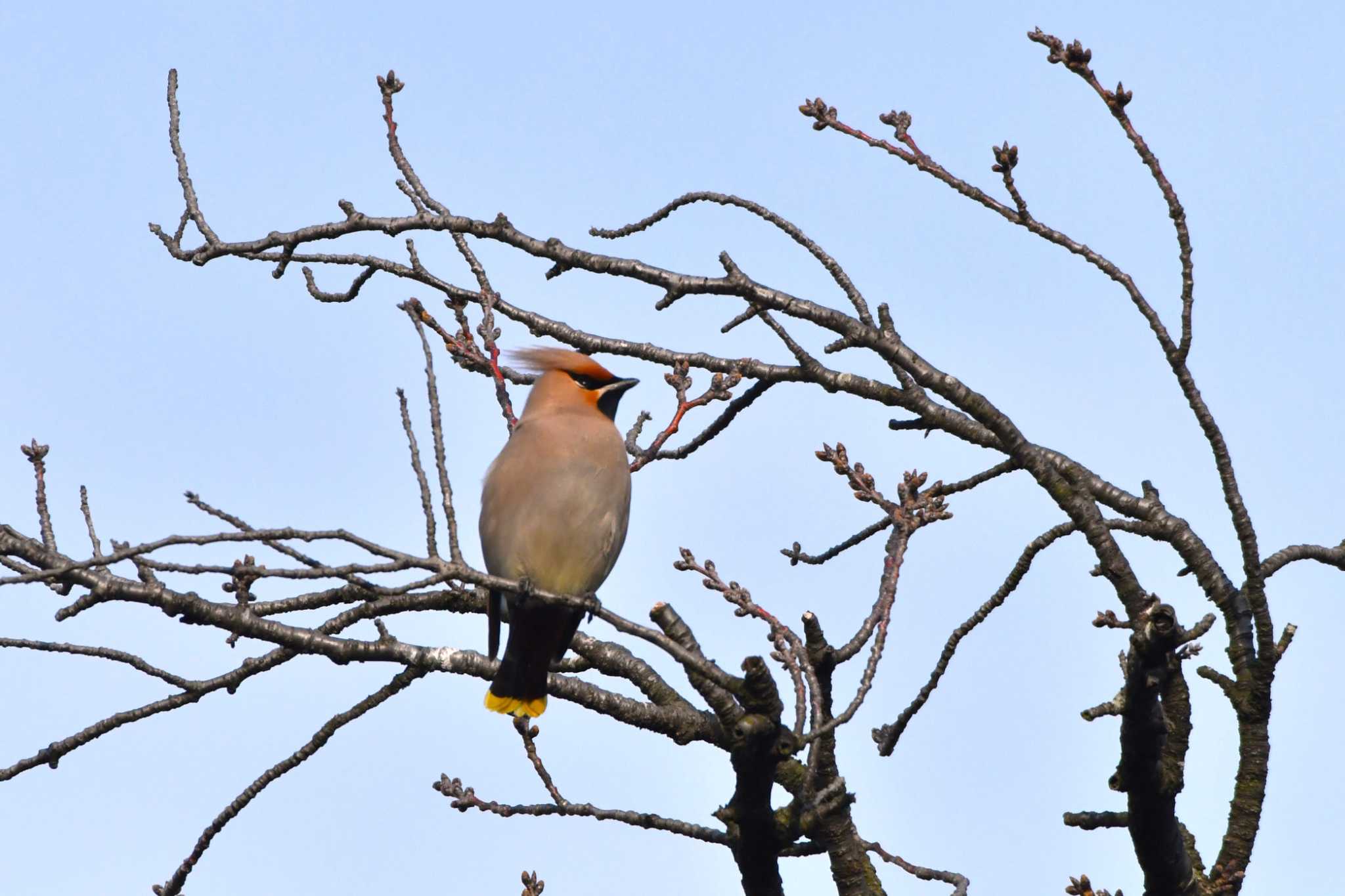 Photo of Bohemian Waxwing at 川崎市 by geto