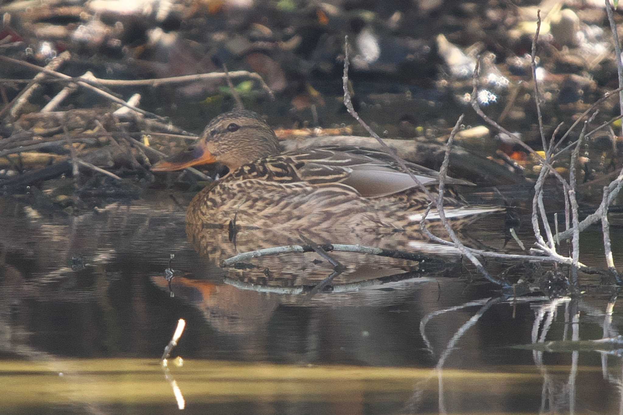 Photo of Mallard at 池子の森自然公園 by Y. Watanabe