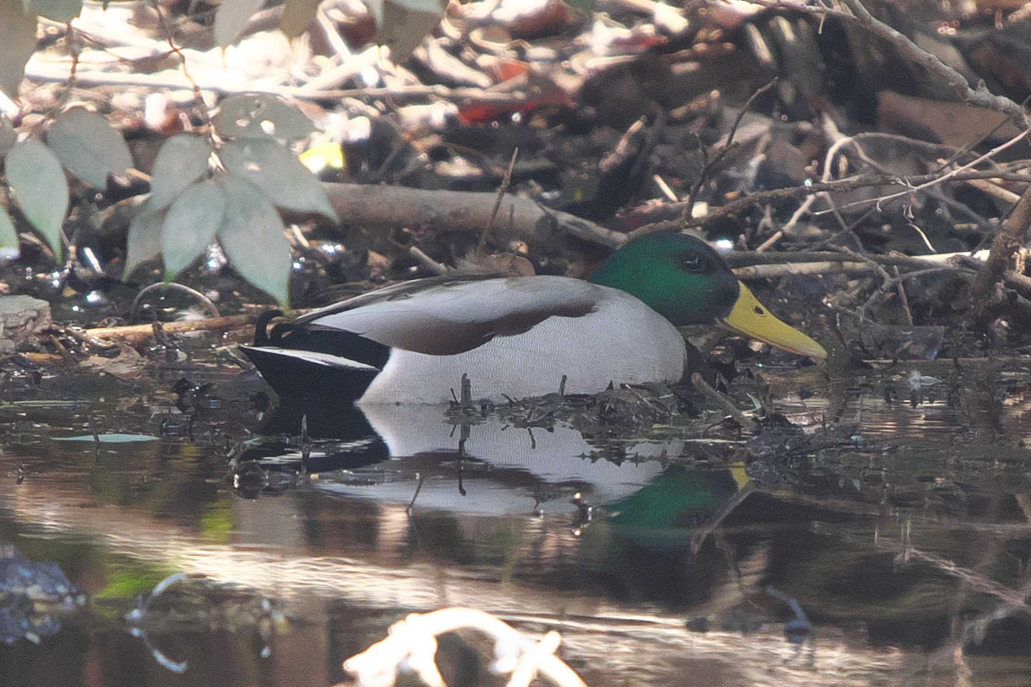 Photo of Mallard at 池子の森自然公園 by Y. Watanabe