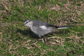 White Wagtail 池子の森自然公園 Wed, 3/20/2024