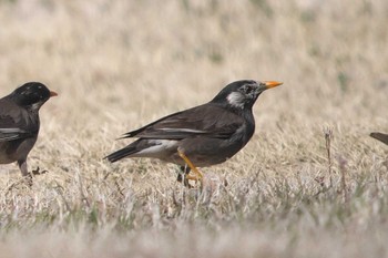 White-cheeked Starling 池子の森自然公園 Wed, 3/20/2024